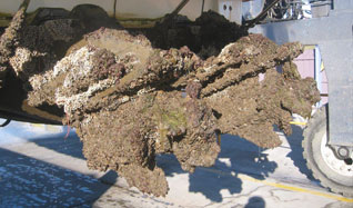 Dont let this happen to you by not antifouling